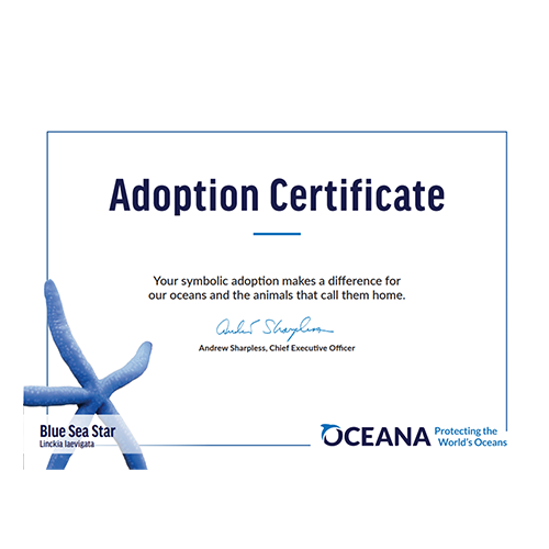 Blue Sea Star Certificate Adoption