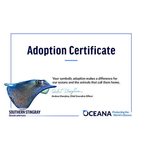 Southern Stingray Certificate Adoption