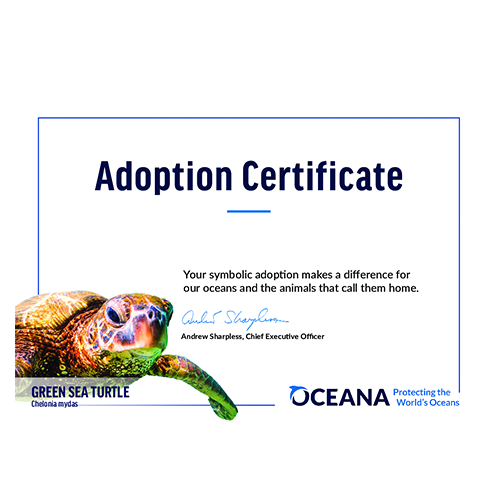 Green Sea Turtle Certificate Adoption