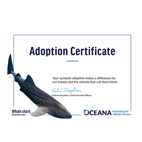 Whale Shark Certificate Adoption