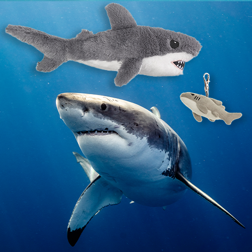 Great White Shark Adoption Bundle