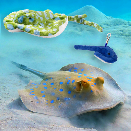 Bluespotted Ribbontail Ray Adoption Bundle