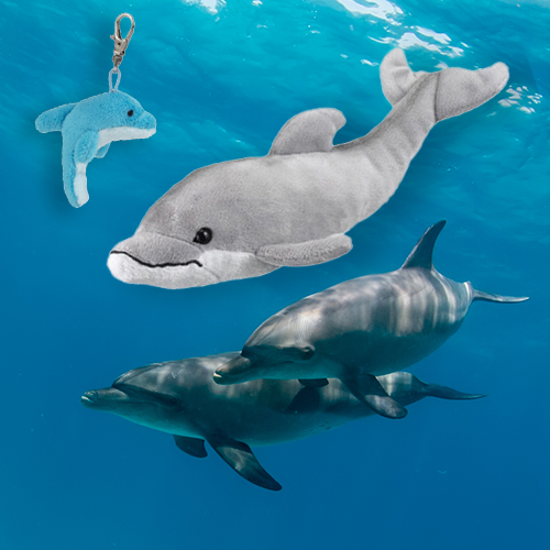 Common Bottlenose Dolphin Adoption Bundle