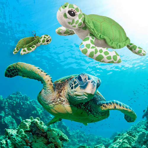 Green Sea Turtle Adoption Bundle