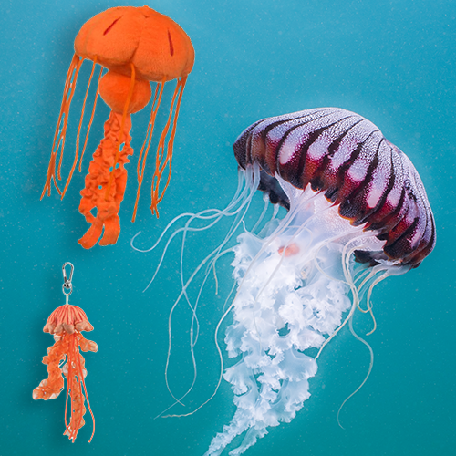 Chrysaora Jellyfish Adoption Bundle