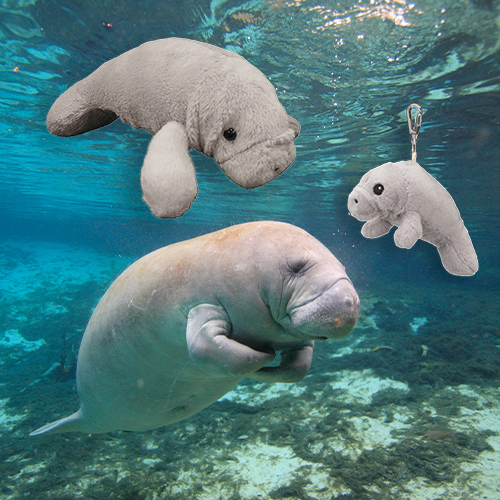 West Indian Manatee Adoption Bundle