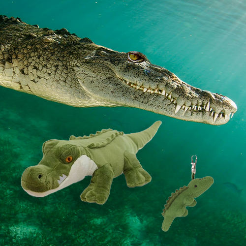 Saltwater Crocodile Adoption Bundle – Oceana Marine Wildlife Adoption ...