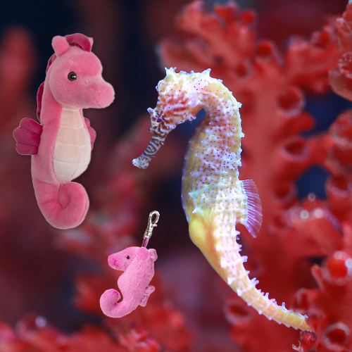 Spotted Seahorse Adoption Bundle