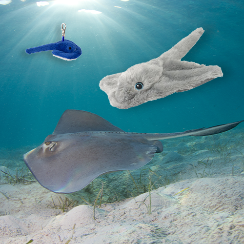 Southern Stingray Adoption Bundle