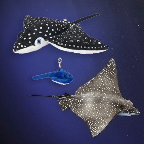 Spotted Eagle Ray Adoption Bundle