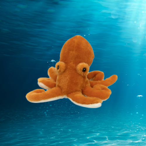 Large Giant Pacific Octopus Adoption