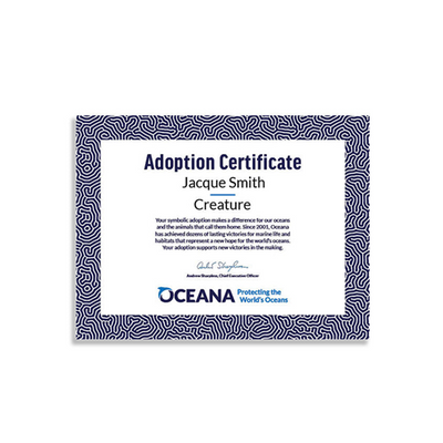 California Sea Lion Keychain Adoption