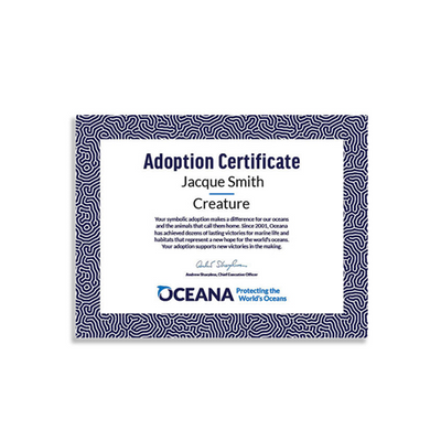 Mini Leopard Shark Plush Adoption