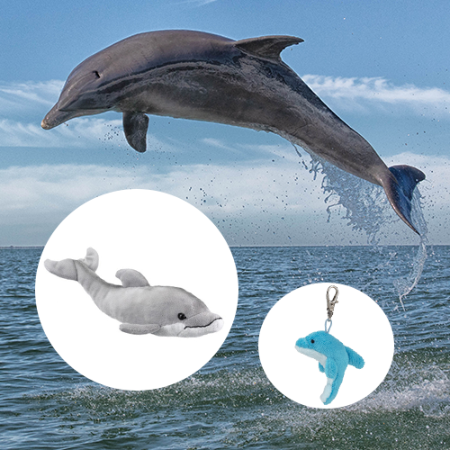 Common Bottlenose Dolphin Adoption Bundle