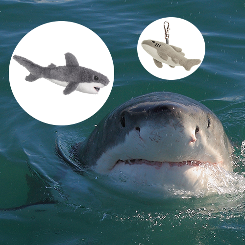 Great White Shark Adoption Bundle