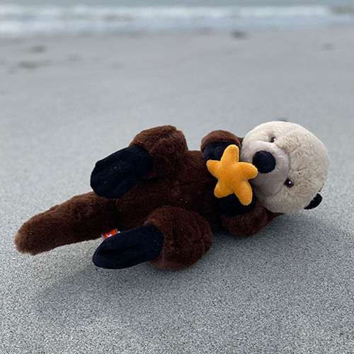 Otto the Otter Plush Adoption