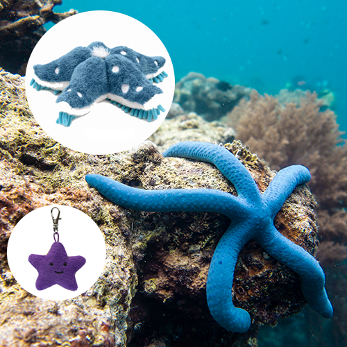 Blue Sea Star Adoption Bundle