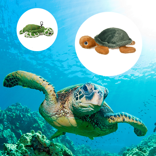 Green Sea Turtle Adoption Bundle