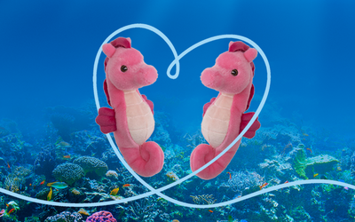 Valentine's Seahorse Lovers Adoption Bundle